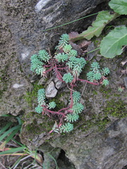 Sedum pallidum