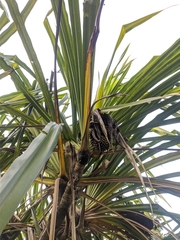 Pandanus furcatus