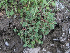 Sedum pallidum