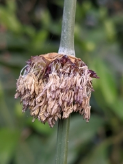 Dendrocalamus hamiltonii