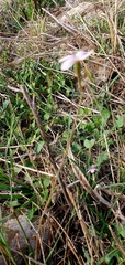 Dianthus strictus