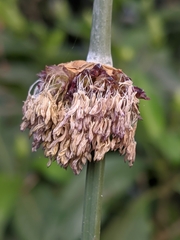 Dendrocalamus hamiltonii