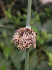 Dendrocalamus hamiltonii