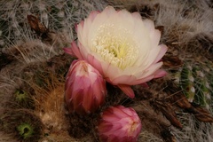 Trichocereus bertramianus