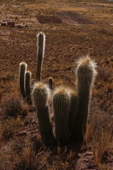 Trichocereus bertramianus
