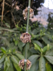 Dendrocalamus hamiltonii