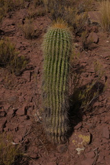 Trichocereus bertramianus