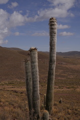 Trichocereus bertramianus