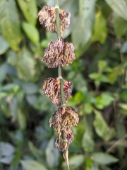 Dendrocalamus hamiltonii