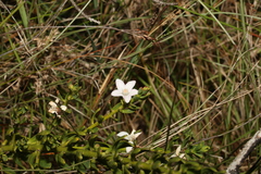 Philotheca queenslandica