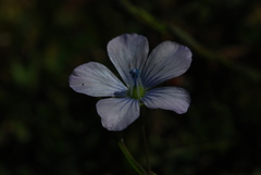 Linum bienne image