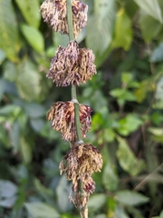 Dendrocalamus hamiltonii