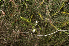 Philotheca queenslandica