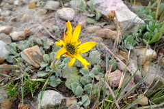 Arctotis rotundifolia