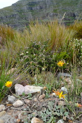 Arctotis rotundifolia