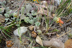 Arctotis rotundifolia