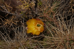 Airampoa ayrampo