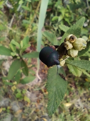 Pachycoris torridus