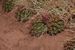 Airampoa ayrampo