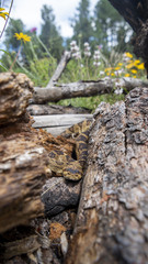 Crotalus molossus molossus