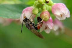 Sphecodogastra