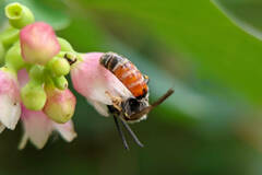Sphecodogastra