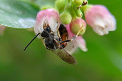Sphecodogastra