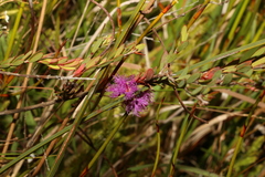 Melaleuca thymifolia