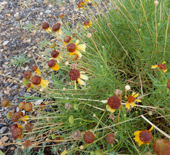 Helenium amarum badium