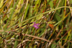 Melaleuca thymifolia
