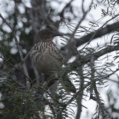 Toxostoma longirostre
