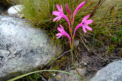 Watsonia paucifolia