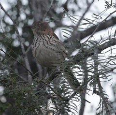 Toxostoma longirostre