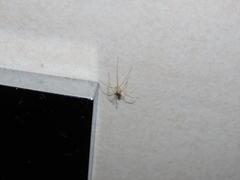 Spermophora senoculata