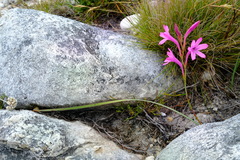 Watsonia paucifolia