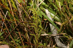 Selaginella uliginosa