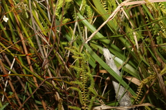 Selaginella uliginosa