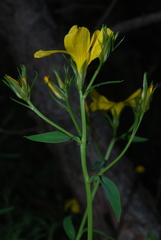 Linum campanulatum