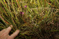Selaginella uliginosa