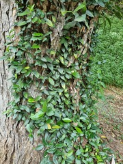 Ficus punctata