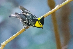 Machlolophus spilonotus