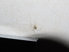 Spermophora senoculata