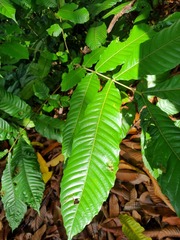 Pometia pinnata