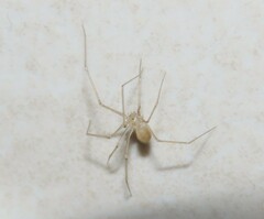 Spermophora senoculata