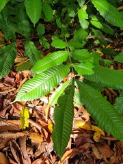 Pometia pinnata