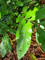Pometia pinnata