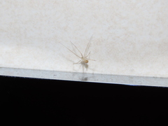 Spermophora senoculata