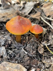 Hygrocybe singeri