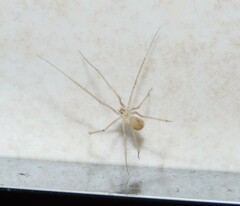 Spermophora senoculata