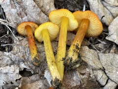 Hygrocybe singeri